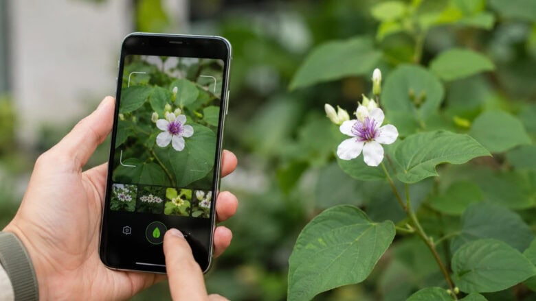 Plant Identifier App Market: The Rise of User-Centric AI